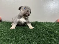 Sissy, a female French Bulldog for sale in Chicago, IL – Photo 3 of 4