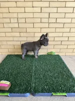 Molly, a female French Bulldog for sale in Chicago, IL – 2 of 6