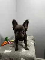 Molly, a female French Bulldog for sale in Chicago, IL – 5 of 7