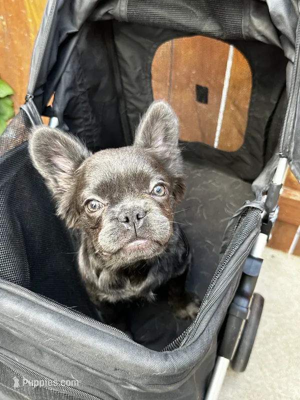 Zoe – French Bulldog puppy for sale in Chicago, IL