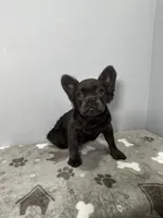 Zoe, a female French Bulldog for sale in Chicago, IL – 4 of 10