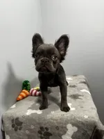 Molly, a female French Bulldog for sale in Chicago, IL – 4 of 7