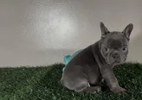 Dash, a male French Bulldog for sale in Chicago, IL – Photo 4 of 4