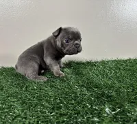 Dash, a male French Bulldog for sale in Chicago, IL – Photo 4 of 5