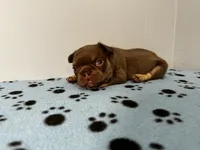 Bentley, a male French Bulldog for sale in Chicago, IL – 4 of 6