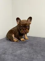 Bentley, a male French Bulldog for sale in Chicago, IL – 3 of 9