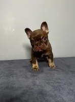 Bentley, a male French Bulldog for sale in Chicago, IL – 5 of 9