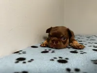 Bentley, a male French Bulldog for sale in Chicago, IL – 3 of 6