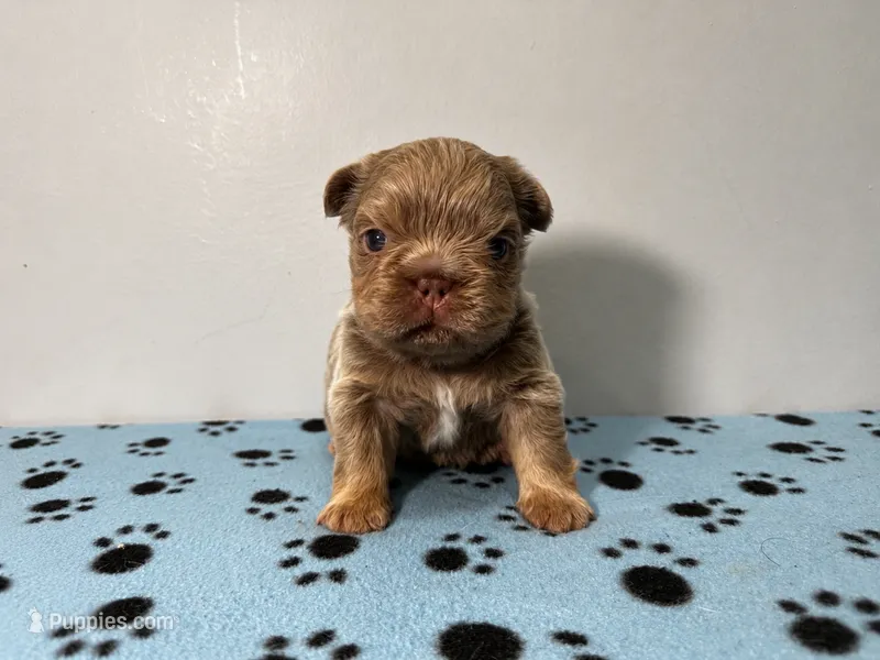 Rolex – French Bulldog puppy for sale in Chicago, IL