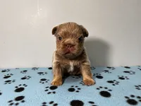Rolex, a male French Bulldog for sale in Chicago, IL – 1 of 5