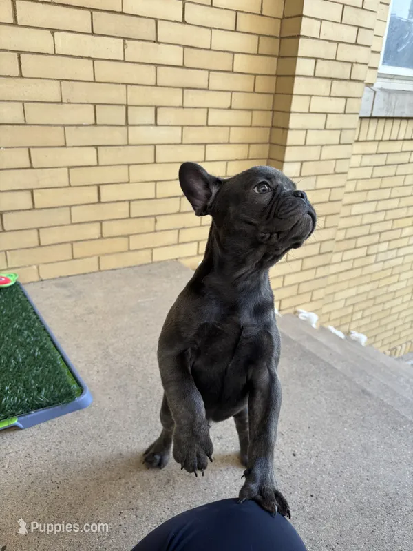 Dash – French Bulldog puppy for sale in Chicago, IL