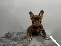 Bentley, a male French Bulldog for sale in Chicago, IL – 3 of 4