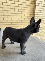 Dash, a male French Bulldog for sale in Chicago, IL – 7 of 8