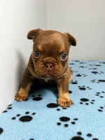 Bentley, a male French Bulldog for sale in Chicago, IL – 1 of 6