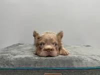 Rolex, a male French Bulldog for sale in Chicago, IL – 2 of 6