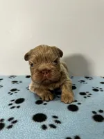 Rolex, a male French Bulldog for sale in Chicago, IL – 3 of 5