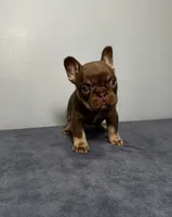 Bentley, a male French Bulldog for sale in Chicago, IL – 6 of 9