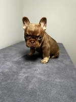 Bentley, a male French Bulldog for sale in Chicago, IL – 2 of 9
