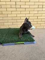Dash, a male French Bulldog for sale in Chicago, IL – 4 of 8