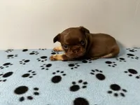 Bentley, a male French Bulldog for sale in Chicago, IL – 2 of 6