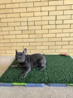 Dash, a male French Bulldog for sale in Chicago, IL – 3 of 8