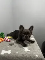 Molly, a female French Bulldog for sale in Chicago, IL – 6 of 7