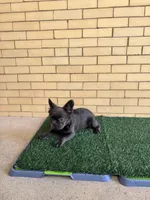 Zoe, a female French Bulldog for sale in Chicago, IL – 4 of 6