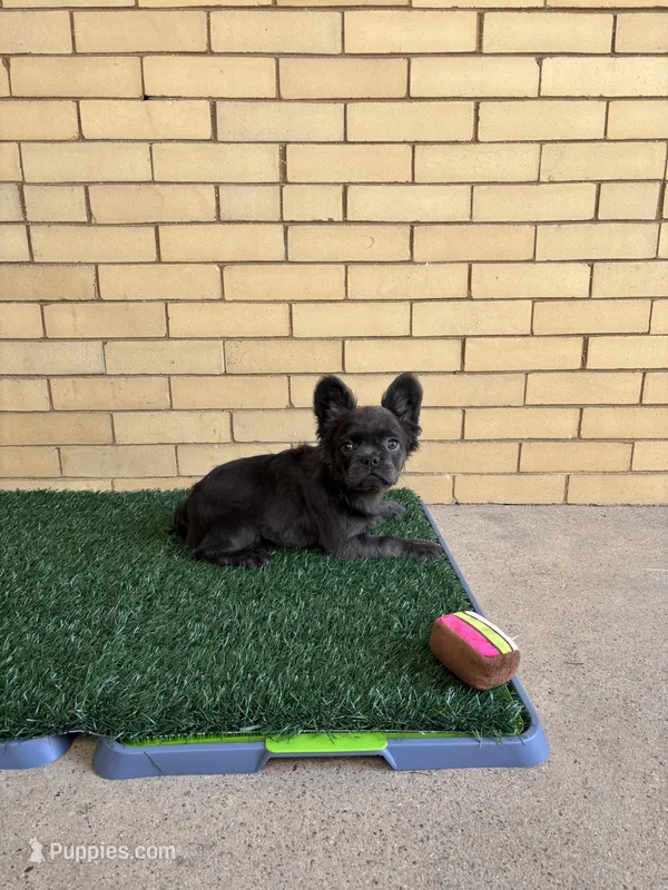 Zoe – French Bulldog puppy for sale in Chicago, IL