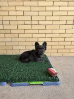 Zoe, a female French Bulldog for sale in Chicago, IL – 1 of 6