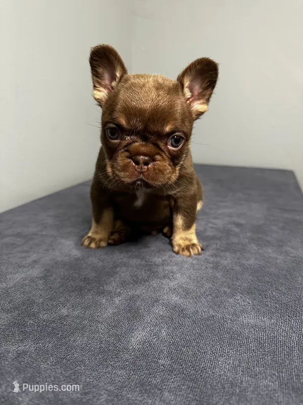 Bentley – French Bulldog puppy for sale in Chicago, IL