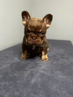 Bentley, a male French Bulldog for sale in Chicago, IL – 1 of 9