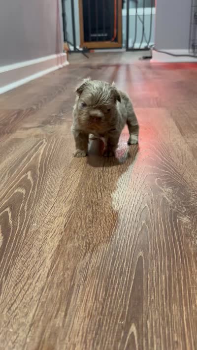 Rolex, a male French Bulldog for sale in Chicago, IL – 6 of 6