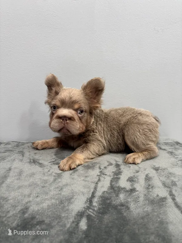 Rolex – French Bulldog puppy for sale in Chicago, IL