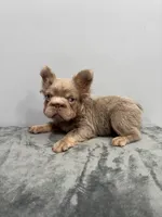 Rolex, a male French Bulldog for sale in Chicago, IL – 1 of 6