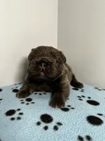 Chanel, a female French Bulldog for sale in Chicago, IL – 4 of 5