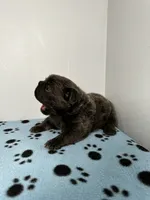 Chanel, a female French Bulldog for sale in Chicago, IL – 5 of 5
