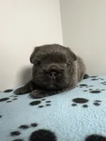 Chanel, a female French Bulldog for sale in Chicago, IL – 3 of 5