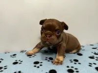 Bentley, a male French Bulldog for sale in Chicago, IL – 5 of 6