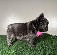 Zoe, a female French Bulldog for sale in Chicago, IL – Photo 3 of 4