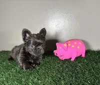 Zoe, a female French Bulldog for sale in Chicago, IL – Photo 4 of 4