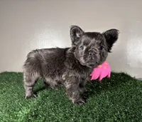 Zoe, a female French Bulldog for sale in Chicago, IL – Photo 2 of 4