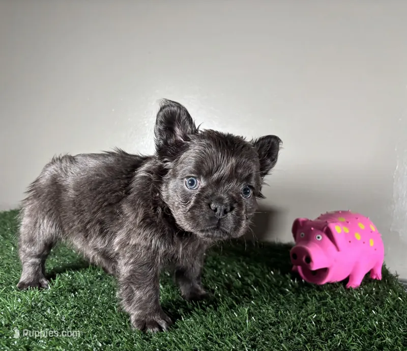 Zoe – French Bulldog puppy for sale in Chicago, IL