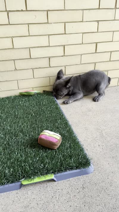 Molly, a female French Bulldog for sale in Chicago, IL – 5 of 6