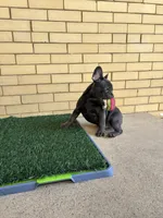 Dash, a male French Bulldog for sale in Chicago, IL – 5 of 8