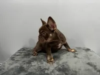 Bentley, a male French Bulldog for sale in Chicago, IL – 2 of 4