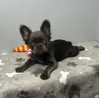 Molly, a female French Bulldog for sale in Chicago, IL – 2 of 7