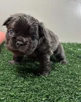 Zoe, a female French Bulldog for sale in Chicago, IL – Photo 1 of 6