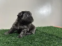 Zoe, a female French Bulldog for sale in Chicago, IL – Photo 3 of 6