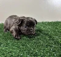 Zoe, a female French Bulldog for sale in Chicago, IL – Photo 5 of 6