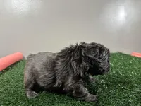 Zoe, a female French Bulldog for sale in Chicago, IL – Photo 4 of 6